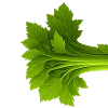 🌱